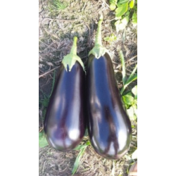 Bakłażan Nigral F1 1 tyś. nasion zw st